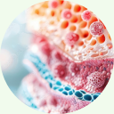 ceramid